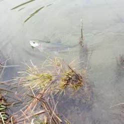 Winston PURE Fly Rod 19 Winston PURE Fly Rod -Hengels Winkel 20190402 13083620medium