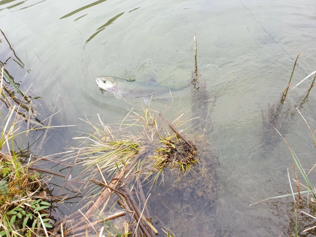 Winston PURE Fly Rod 8 Winston PURE Fly Rod - Afbeelding 8