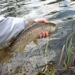 Winston PURE Fly Rod 18 Winston PURE Fly Rod -Hengels Winkel 20190402 16132320medium