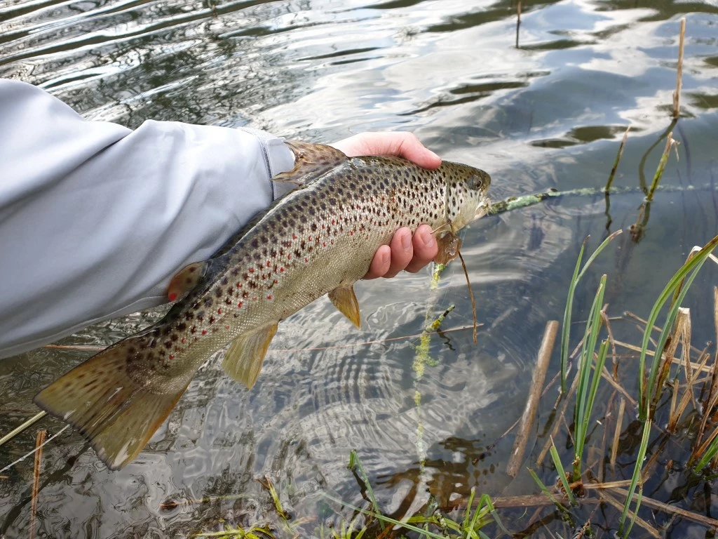 Winston PURE Fly Rod 7 Winston PURE Fly Rod - Afbeelding 7