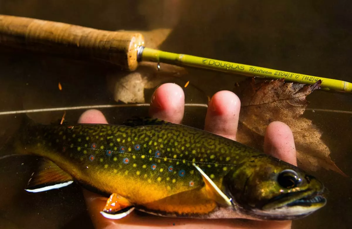 Douglas Upstream Fly Rod 10 Douglas Upstream Fly Rod - Afbeelding 10