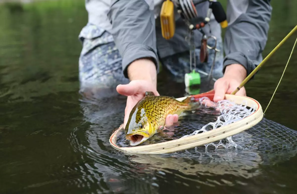 Douglas Upstream Fly Rod 12 Douglas Upstream Fly Rod - Afbeelding 12
