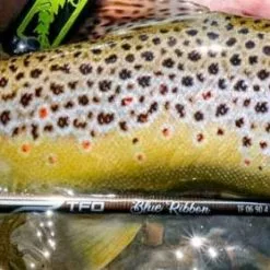 TFO Blue Ribbon Fly Rod 4pc Including Rod Tube -Hengels Winkel TFO Blue Ribbon Fly Rod 4pc Including Rod Tube TFO BLUERIBBON XXX tfo blue ribbon banner