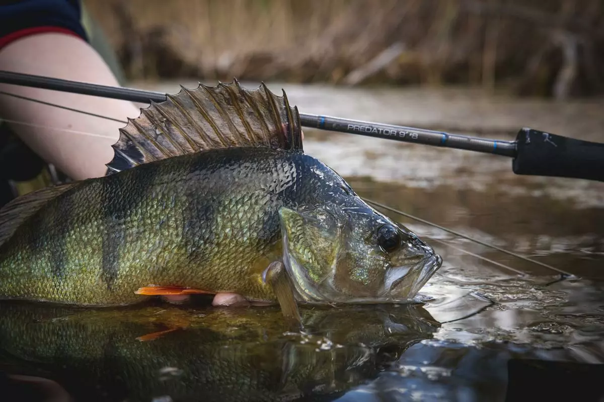 Vision Merisuola Predator Rod 7 Vision Merisuola Predator Rod - Afbeelding 7